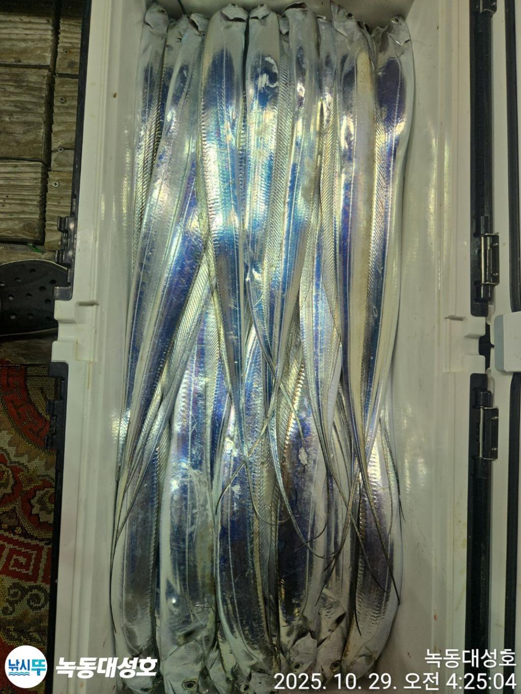 낚시뚜,갈치,녹동항,녹동대성호,낚시뚜65