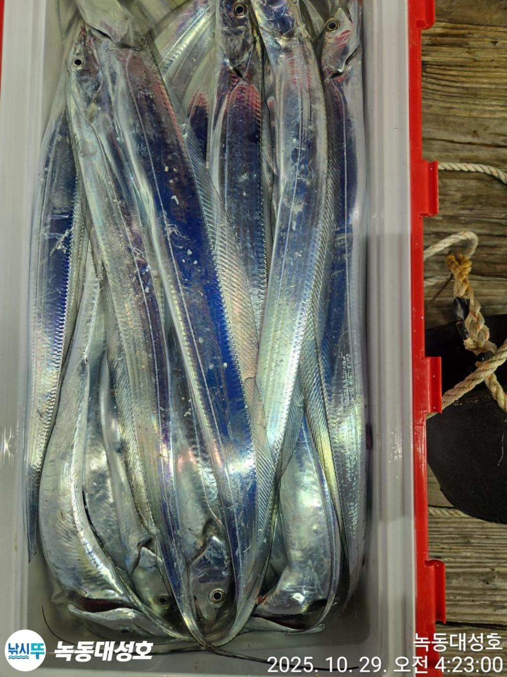 낚시뚜,갈치,녹동항,녹동대성호,낚시뚜64