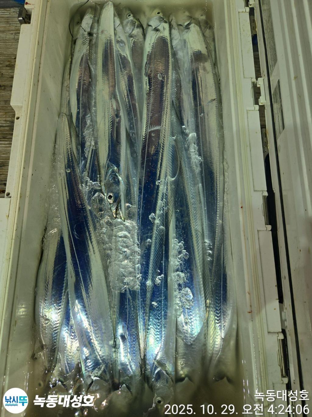 낚시뚜,갈치,녹동항,녹동대성호,낚시뚜63