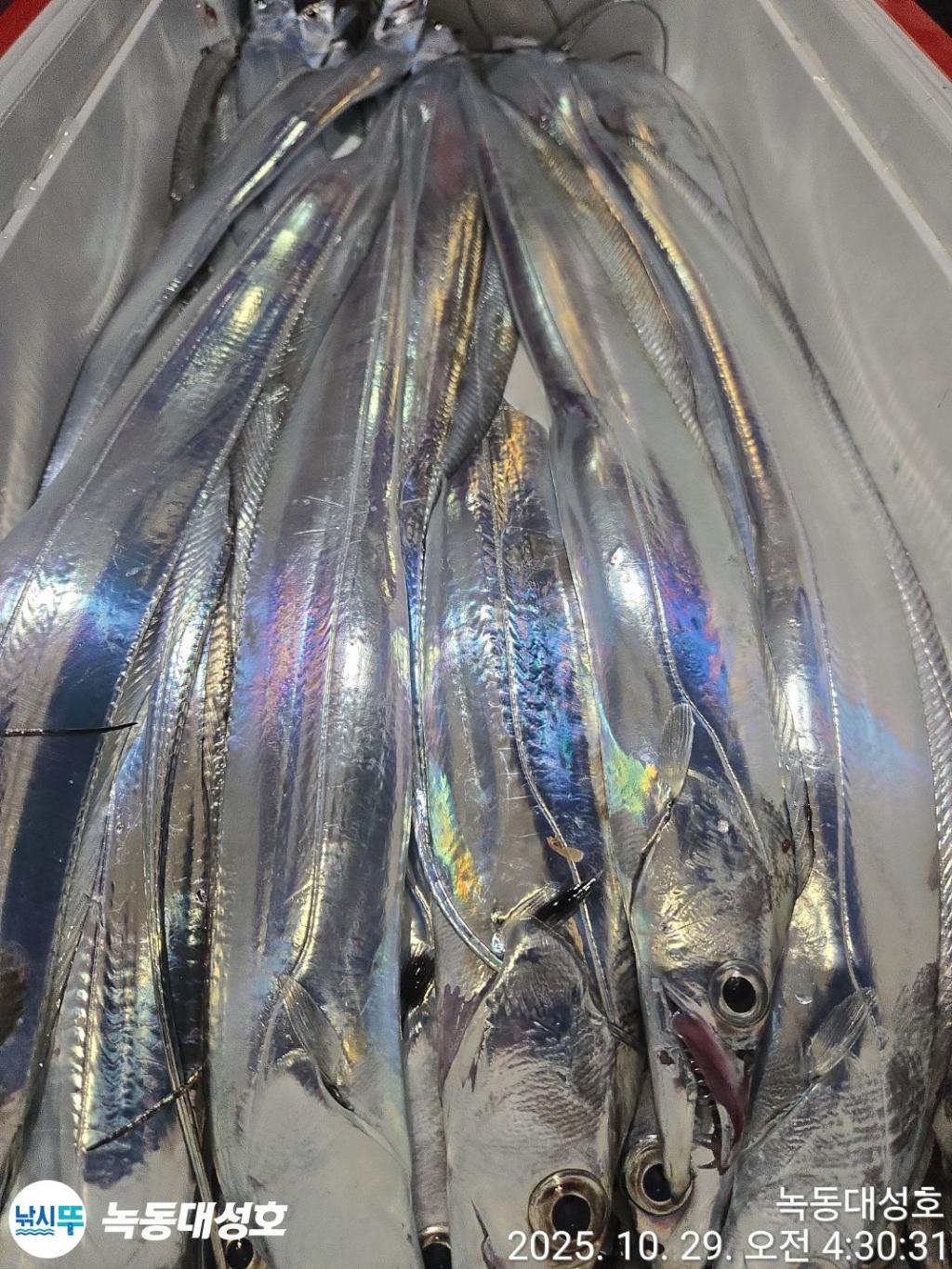 낚시뚜,갈치,녹동항,녹동대성호,낚시뚜61