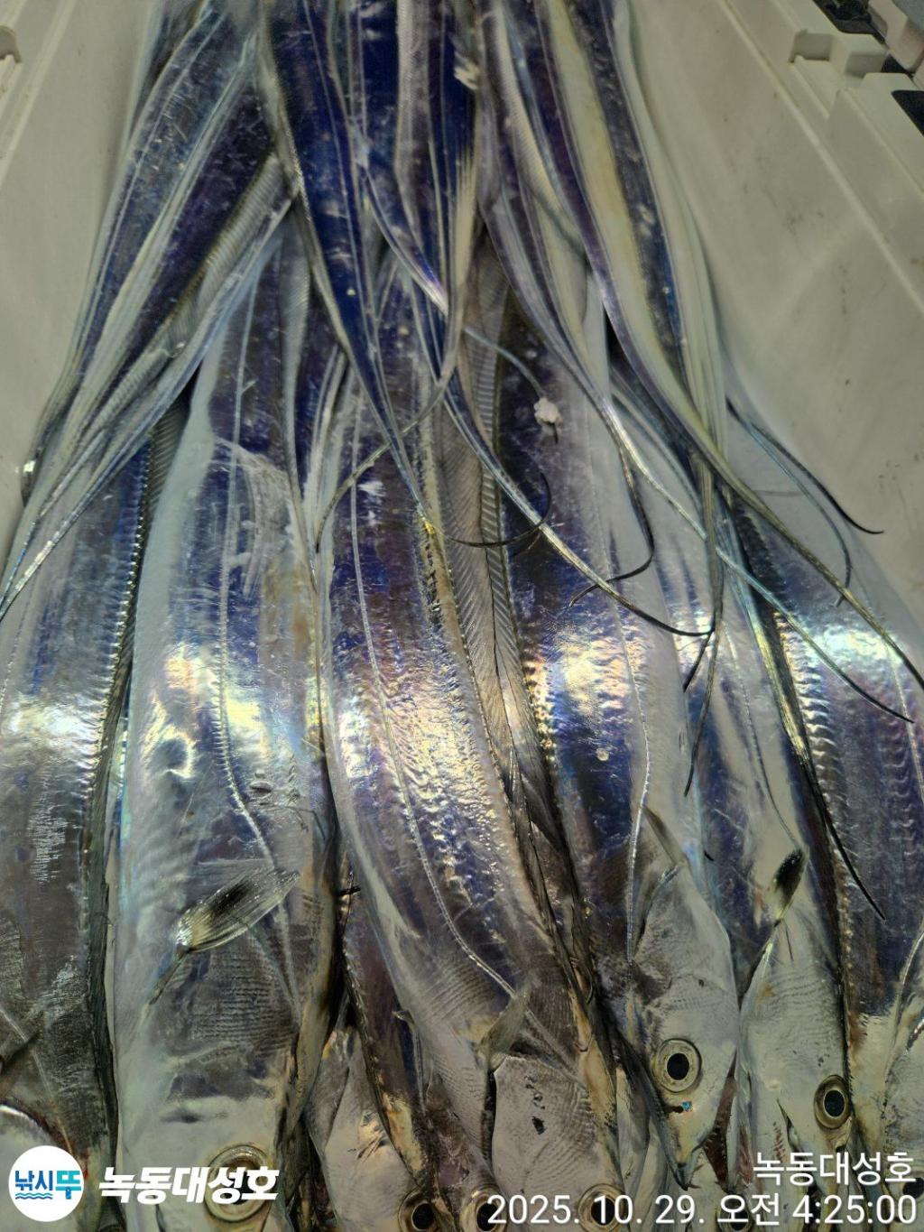 낚시뚜,갈치,녹동항,녹동대성호,낚시뚜60