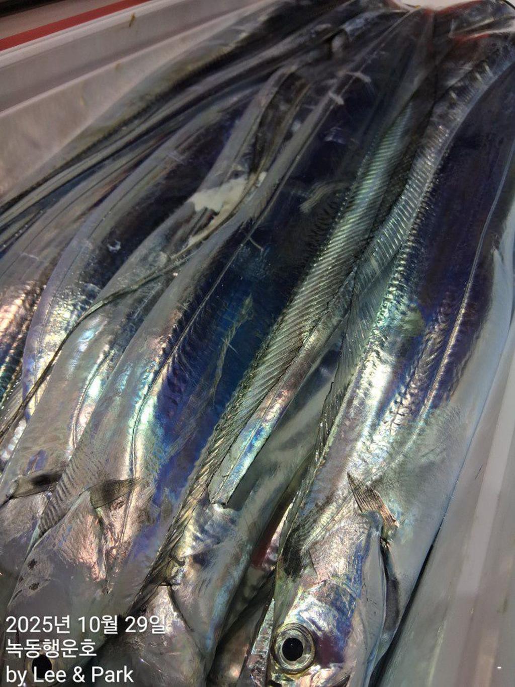 낚시뚜,갈치,녹동항,녹동대성호,낚시뚜59