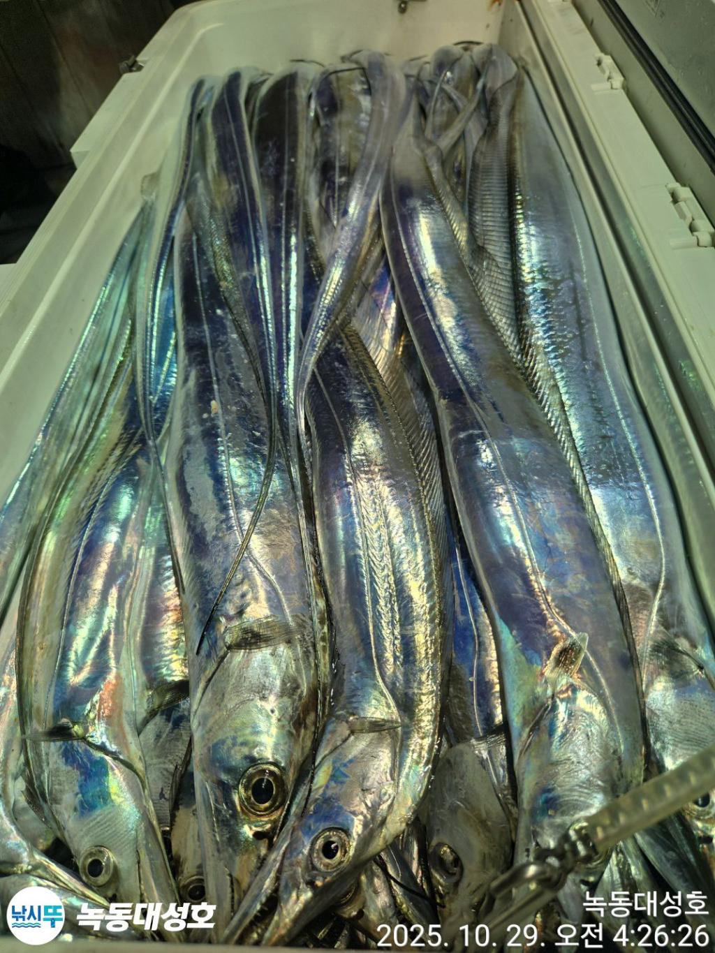 낚시뚜,갈치,녹동항,녹동대성호,낚시뚜58