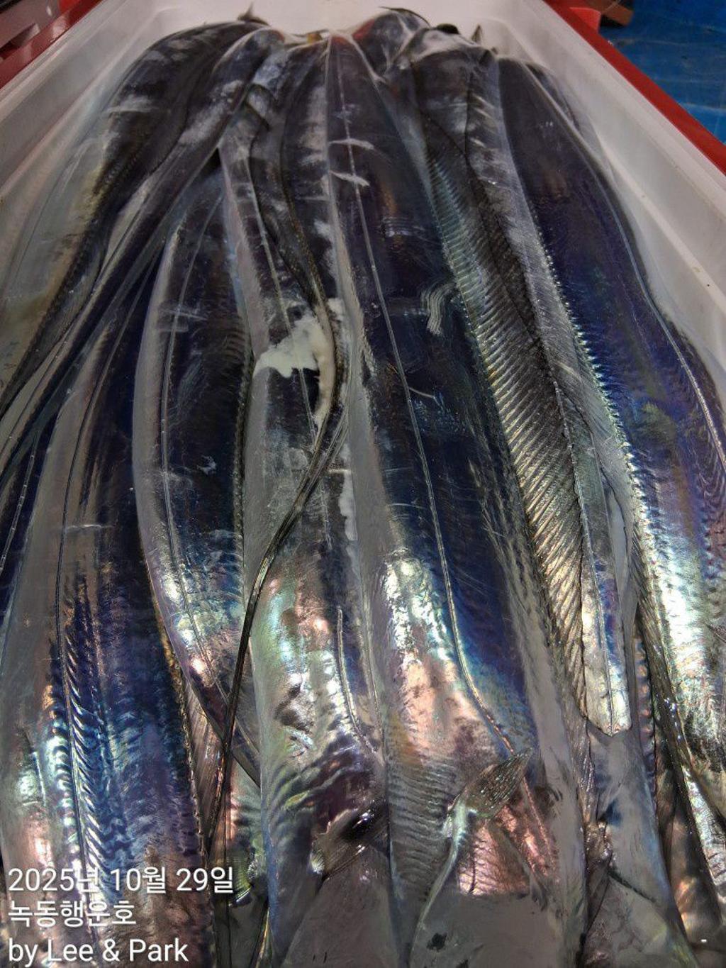 낚시뚜,갈치,녹동항,녹동대성호,낚시뚜57