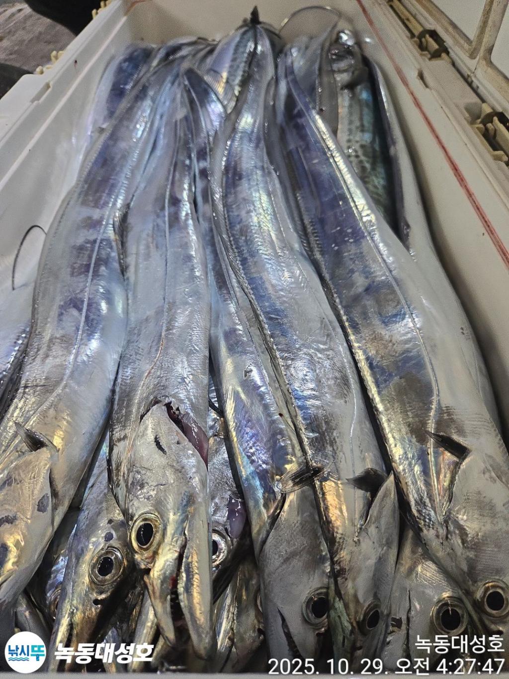 낚시뚜,갈치,녹동항,녹동대성호,낚시뚜56