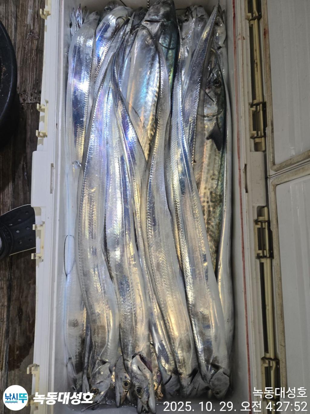 낚시뚜,갈치,녹동항,녹동대성호,낚시뚜55