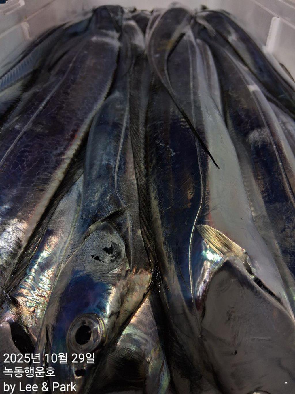 낚시뚜,갈치,녹동항,녹동대성호,낚시뚜54