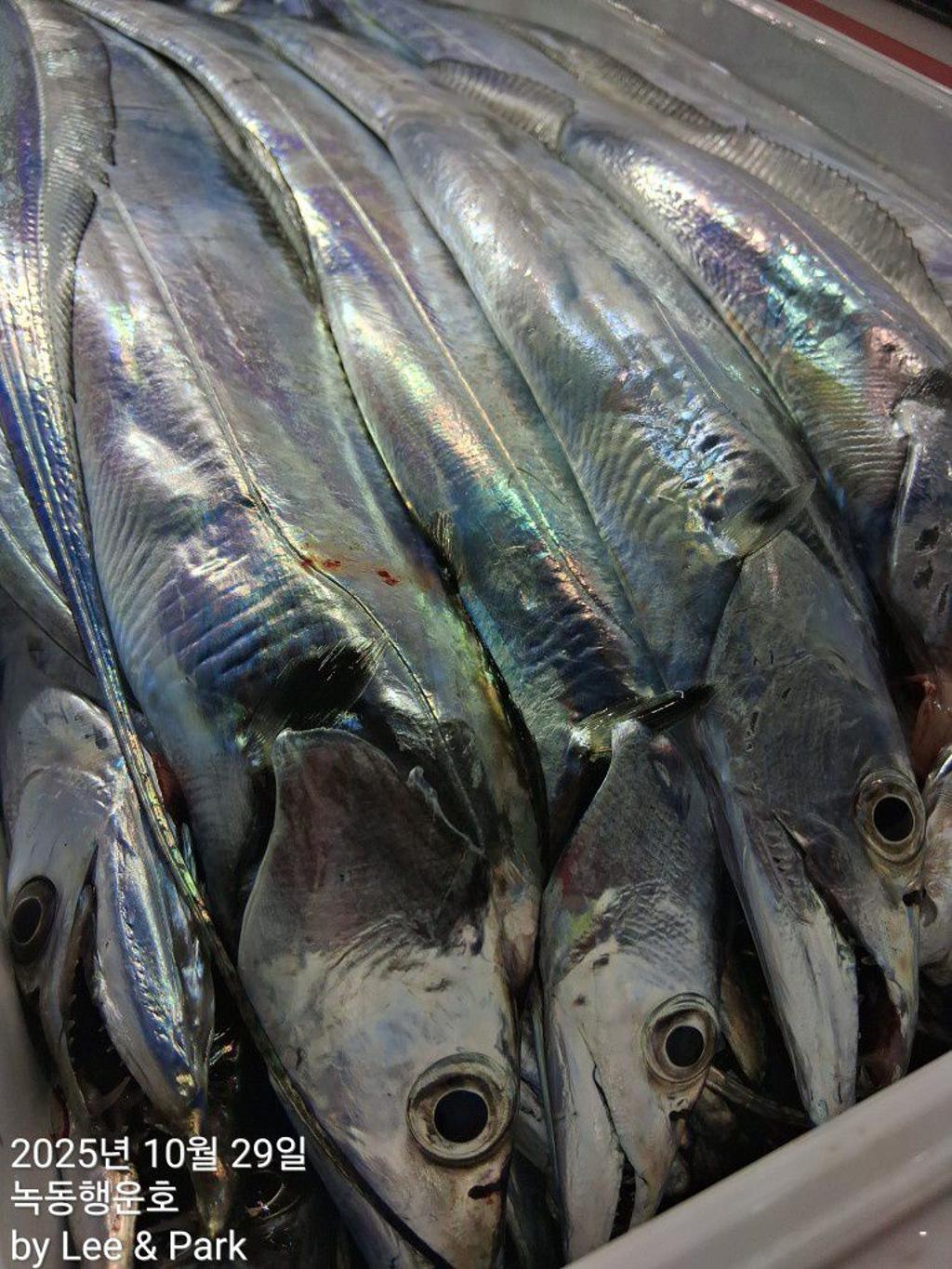 낚시뚜,갈치,녹동항,녹동대성호,낚시뚜53