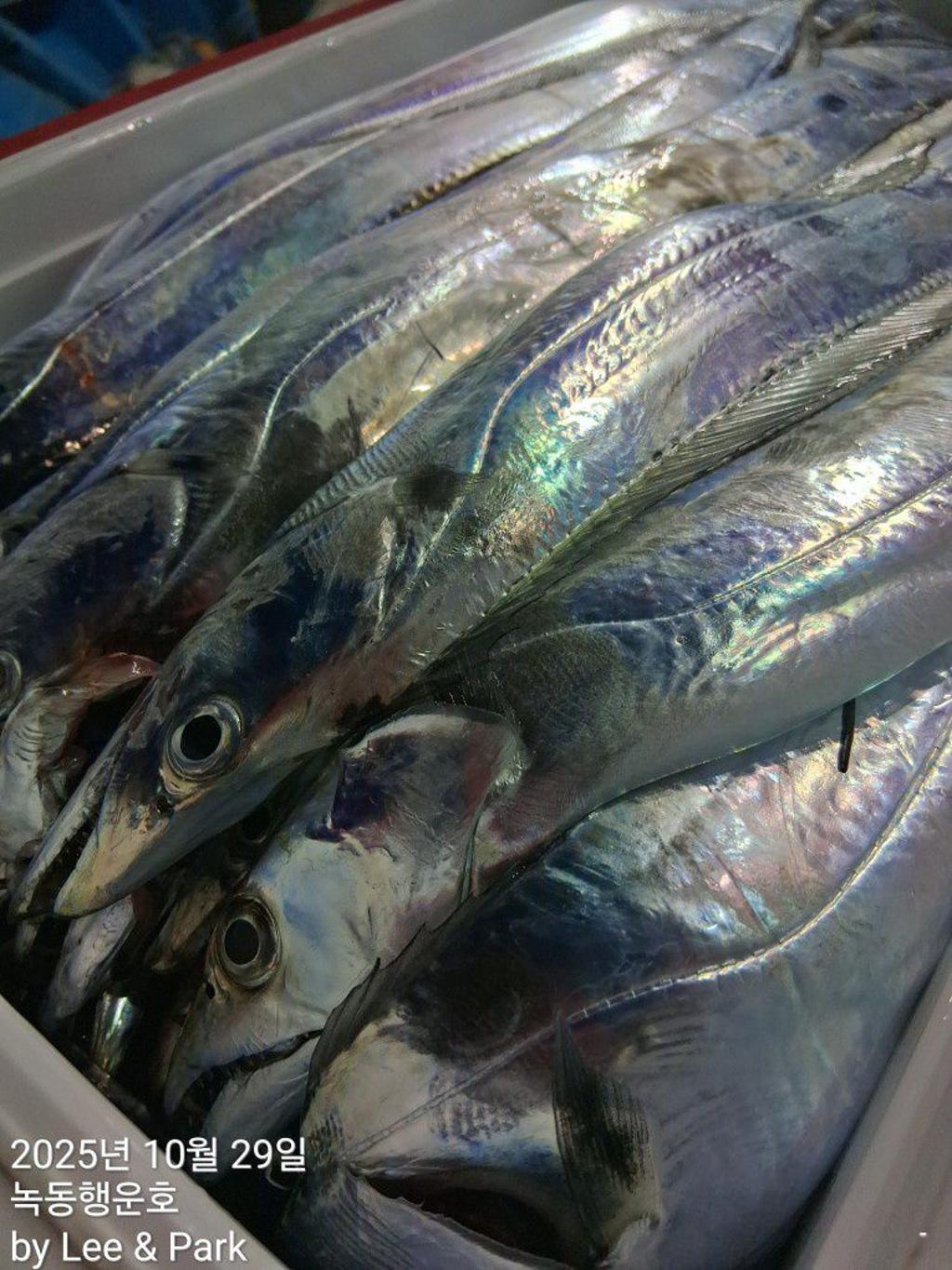 낚시뚜,갈치,녹동항,녹동대성호,낚시뚜52