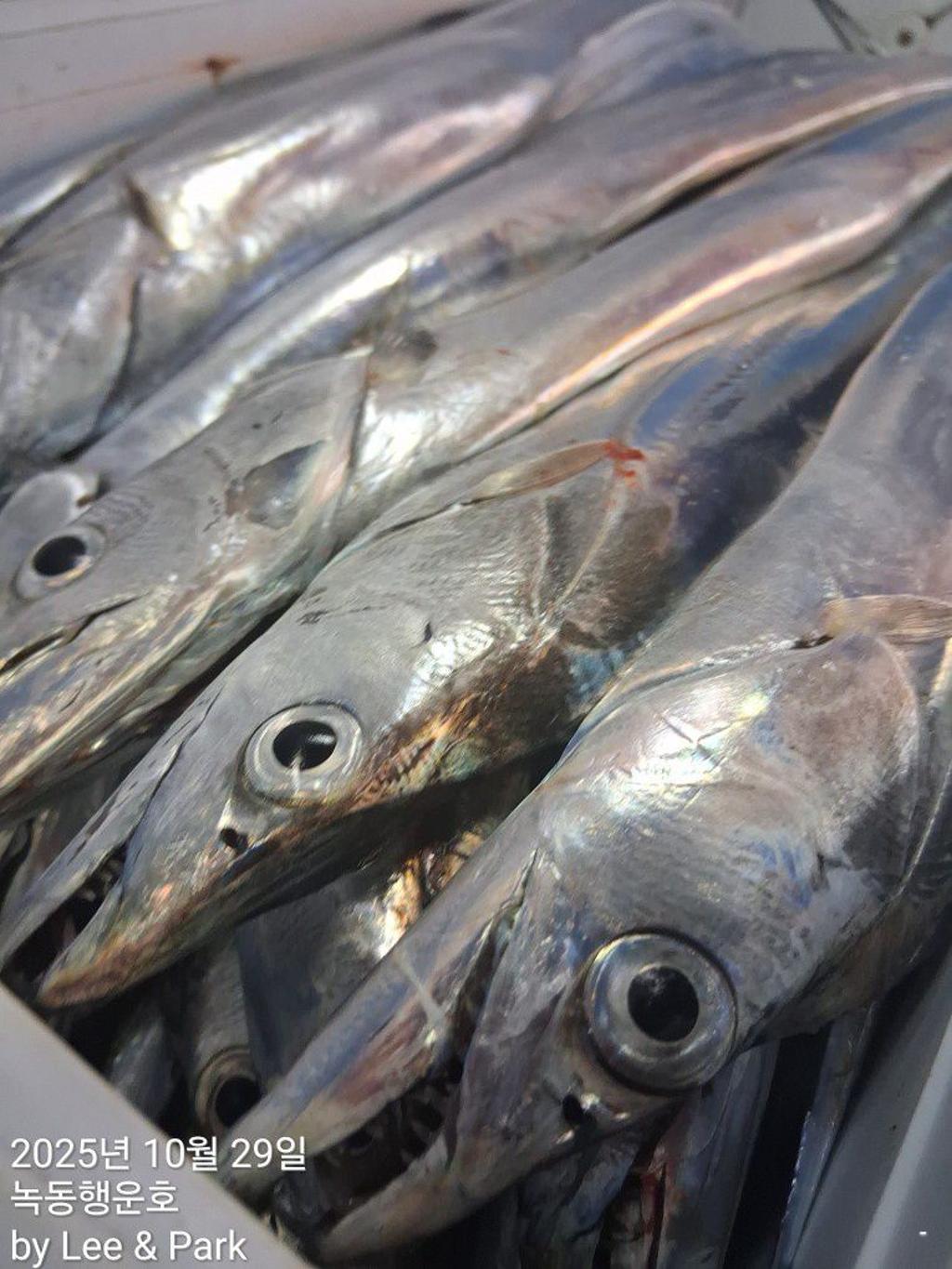 낚시뚜,갈치,녹동항,녹동대성호,낚시뚜49