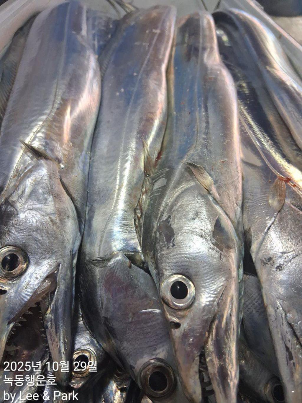 낚시뚜,갈치,녹동항,녹동대성호,낚시뚜48