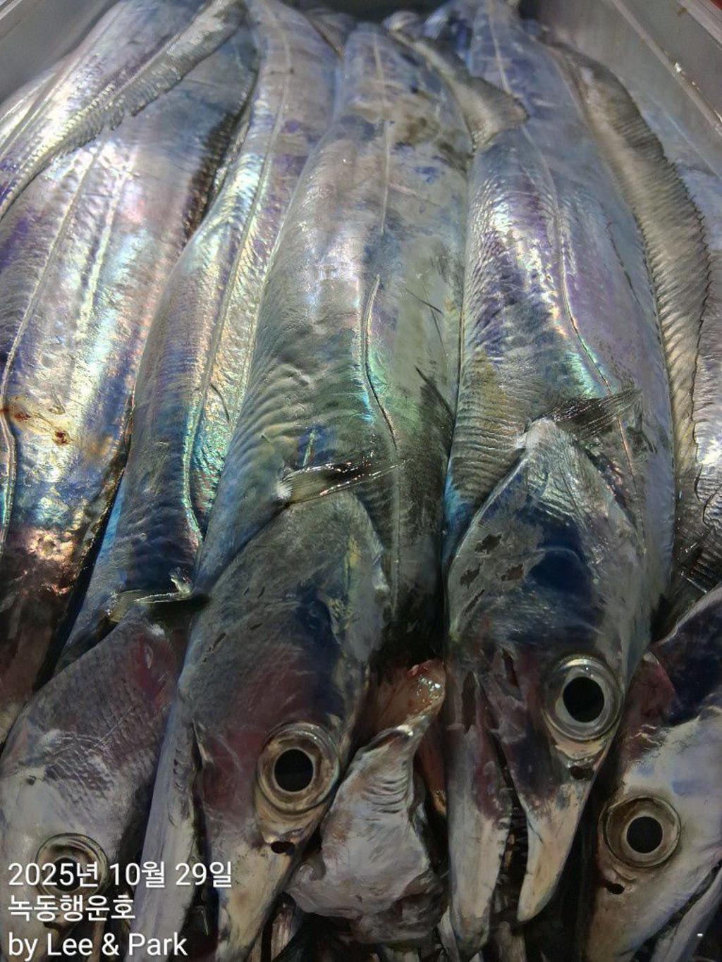 낚시뚜,갈치,녹동항,녹동대성호,낚시뚜47