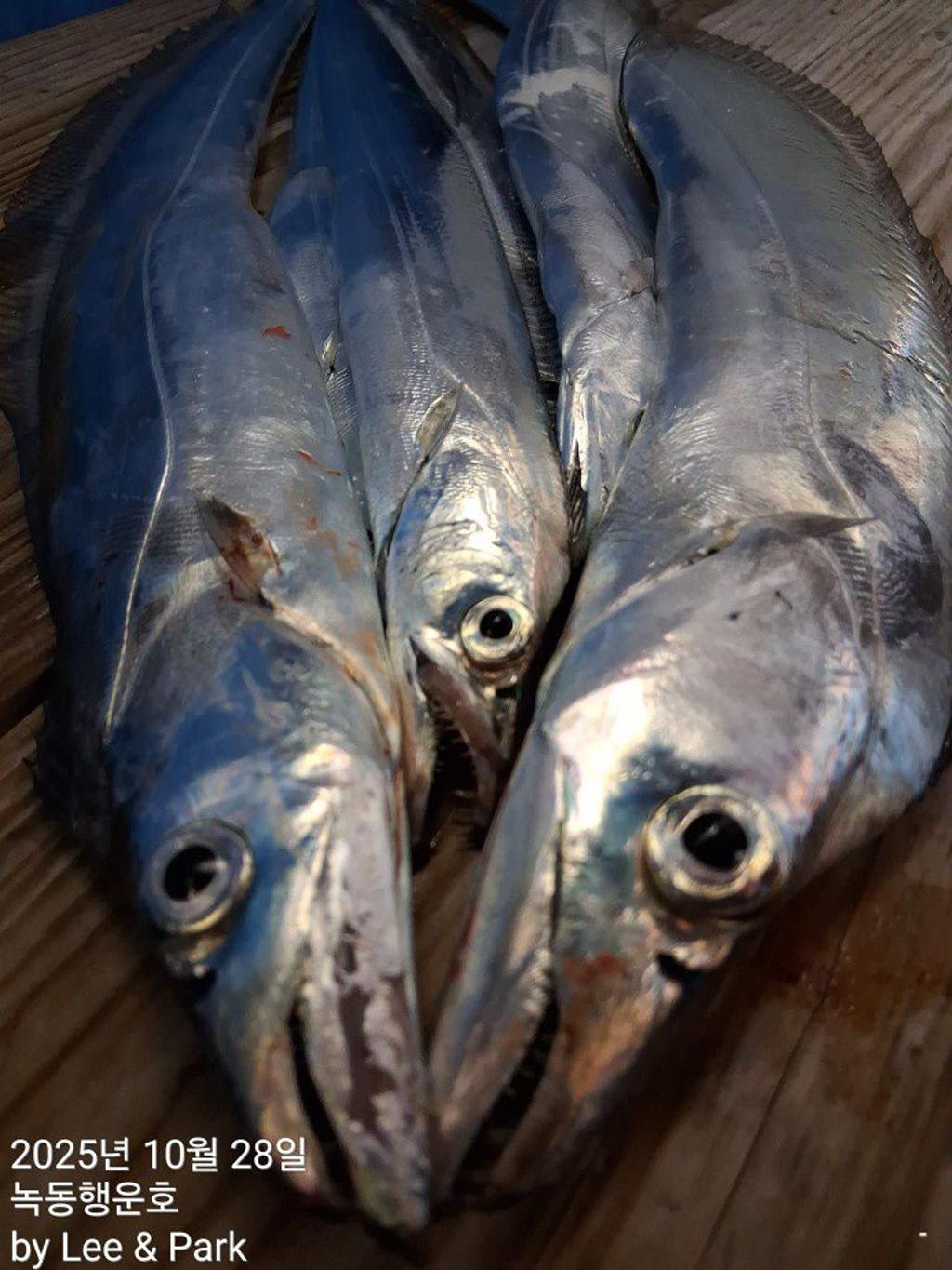 낚시뚜,갈치,녹동항,녹동대성호,낚시뚜44