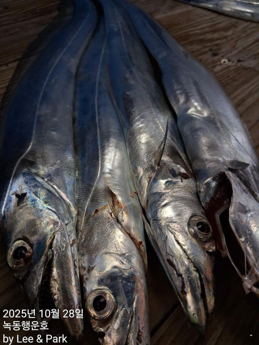 낚시뚜,갈치,녹동항,녹동대성호,낚시뚜43