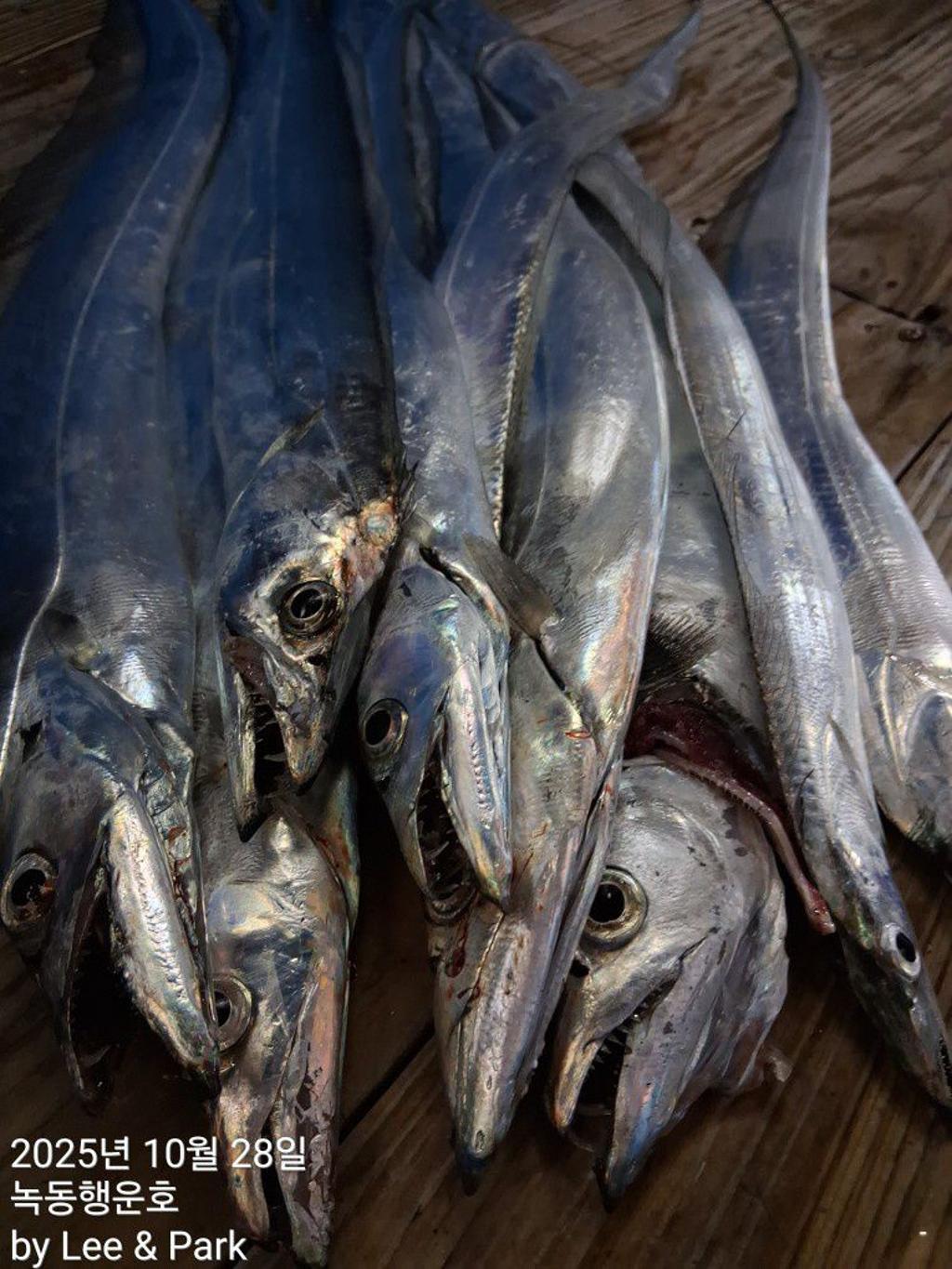 낚시뚜,갈치,녹동항,녹동대성호,낚시뚜42