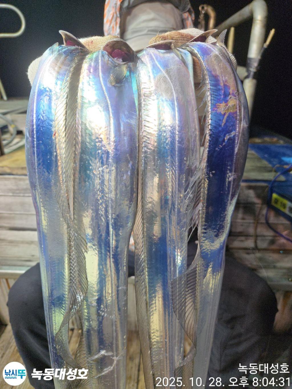 낚시뚜,갈치,녹동항,녹동대성호,낚시뚜34