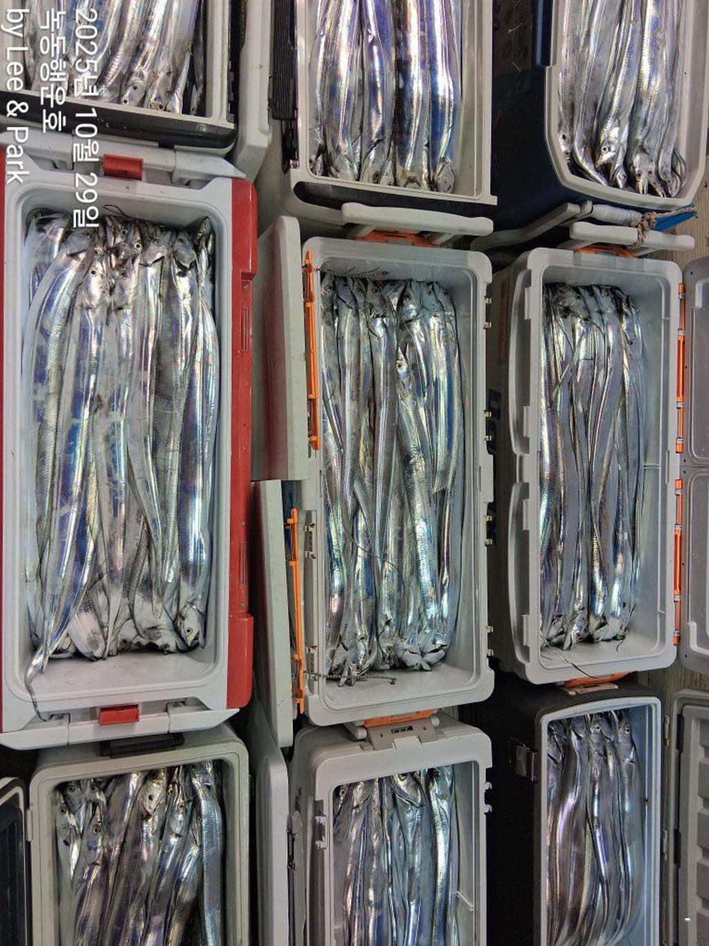 낚시뚜,갈치,녹동항,녹동대성호,낚시뚜7