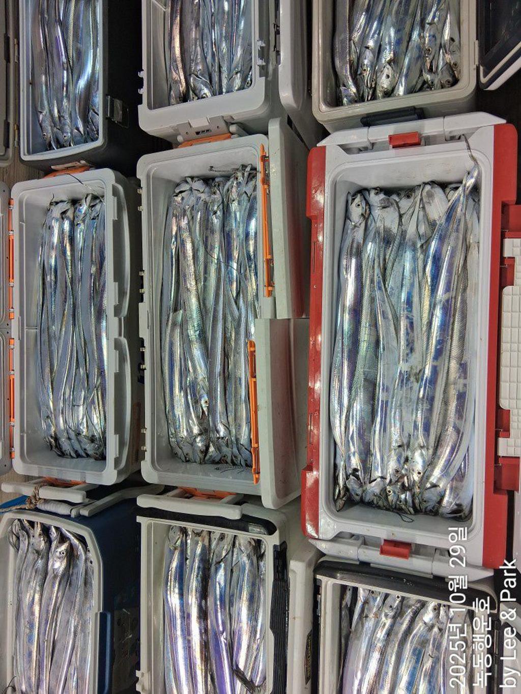 낚시뚜,갈치,녹동항,녹동대성호,낚시뚜6