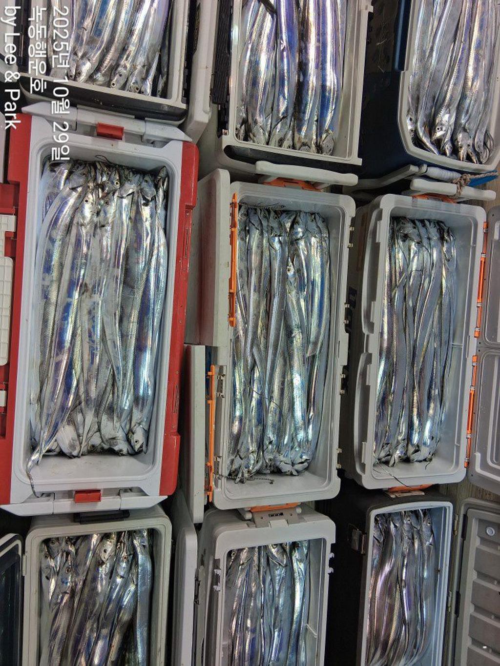 낚시뚜,갈치,녹동항,녹동대성호,낚시뚜5