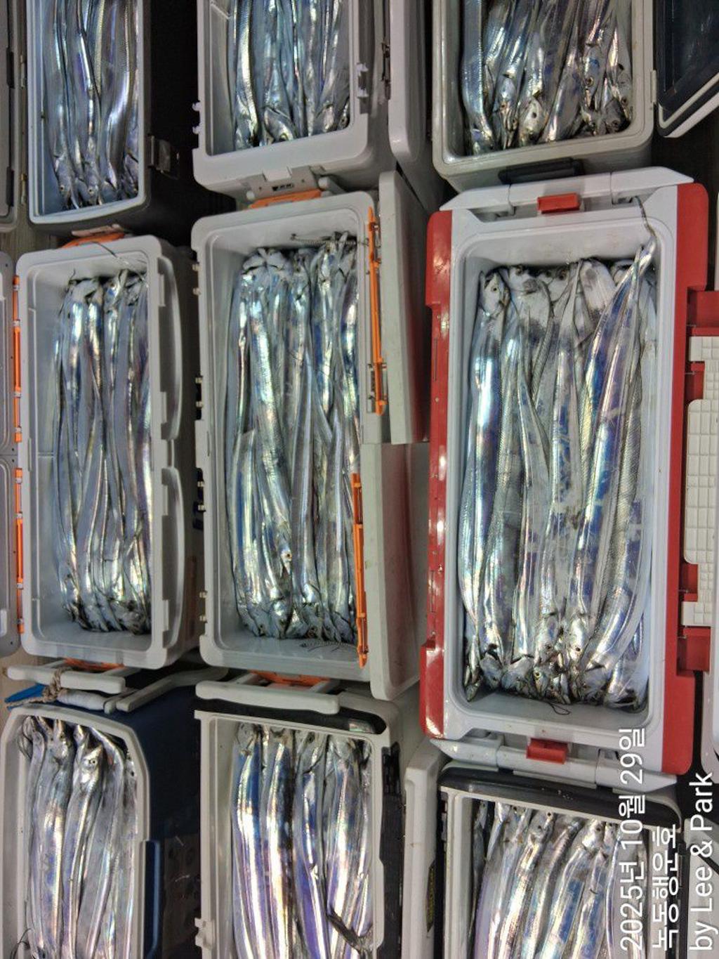 낚시뚜,갈치,녹동항,녹동대성호,낚시뚜4