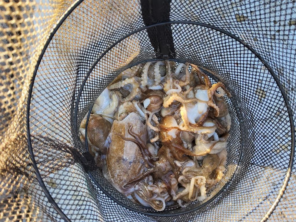 낚시뚜,쭈꾸미,오천항,푸르러호(뉴해양호),낚시뚜0