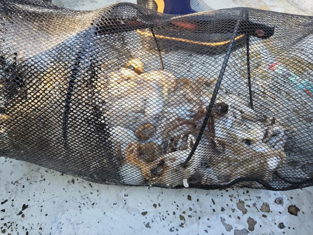 낚시뚜,쭈꾸미,오천항,푸르러호(뉴해양호),낚시뚜1