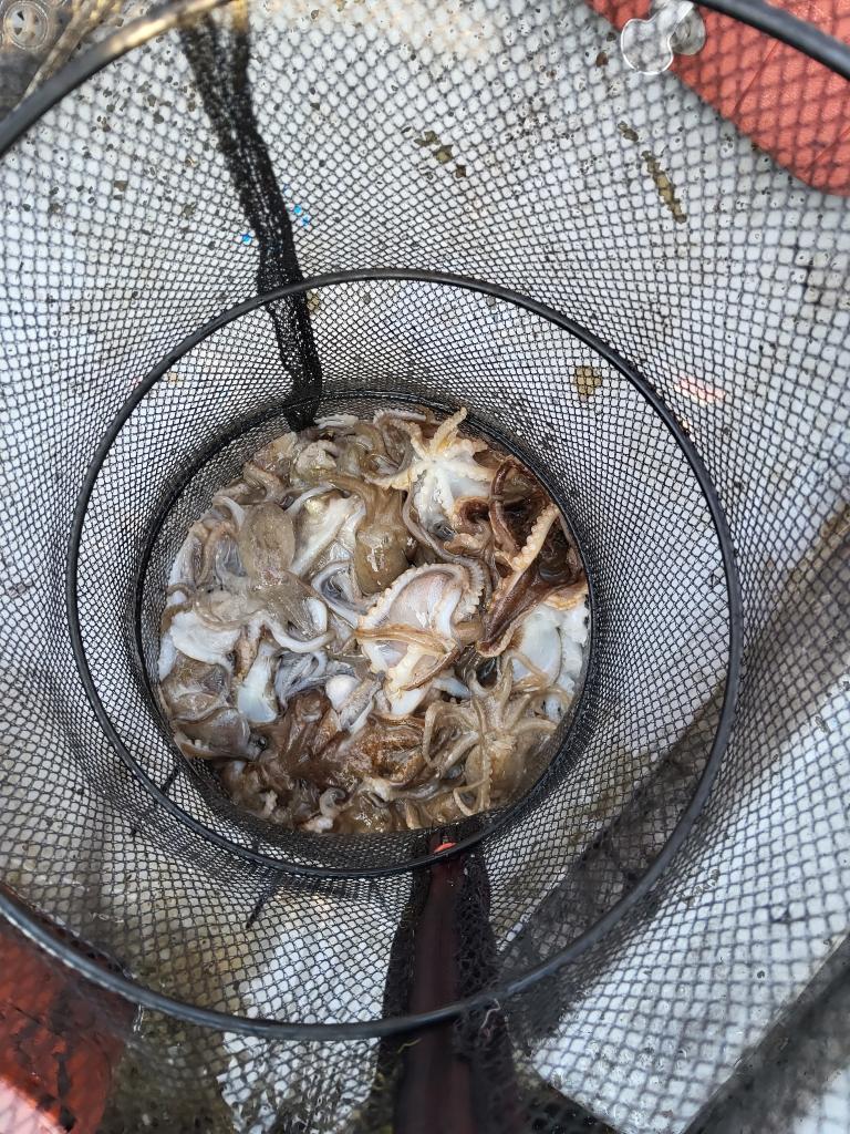 낚시뚜,쭈꾸미,오천항,푸르러호(뉴해양호),낚시뚜3