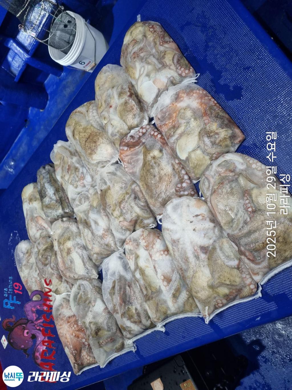 낚시뚜,돌문어,속천항(진해),라라피싱,낚시뚜22