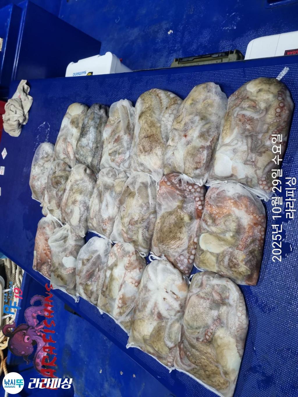 낚시뚜,돌문어,속천항(진해),라라피싱,낚시뚜20