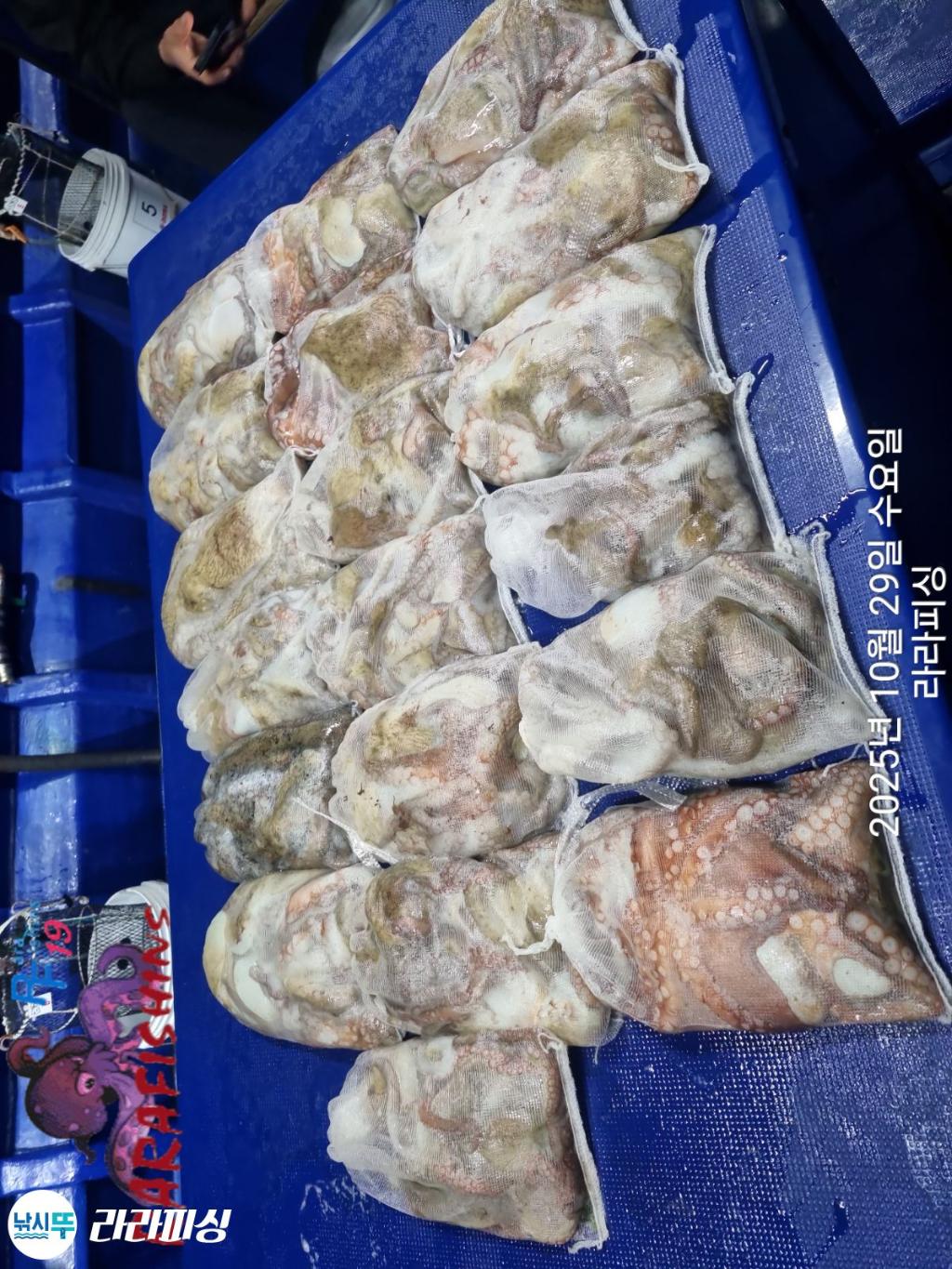 낚시뚜,돌문어,속천항(진해),라라피싱,낚시뚜18