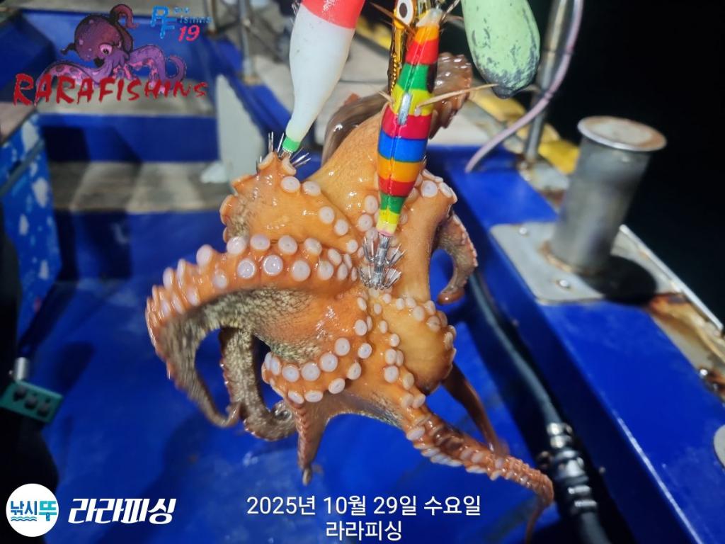 낚시뚜,돌문어,속천항(진해),라라피싱,낚시뚜7