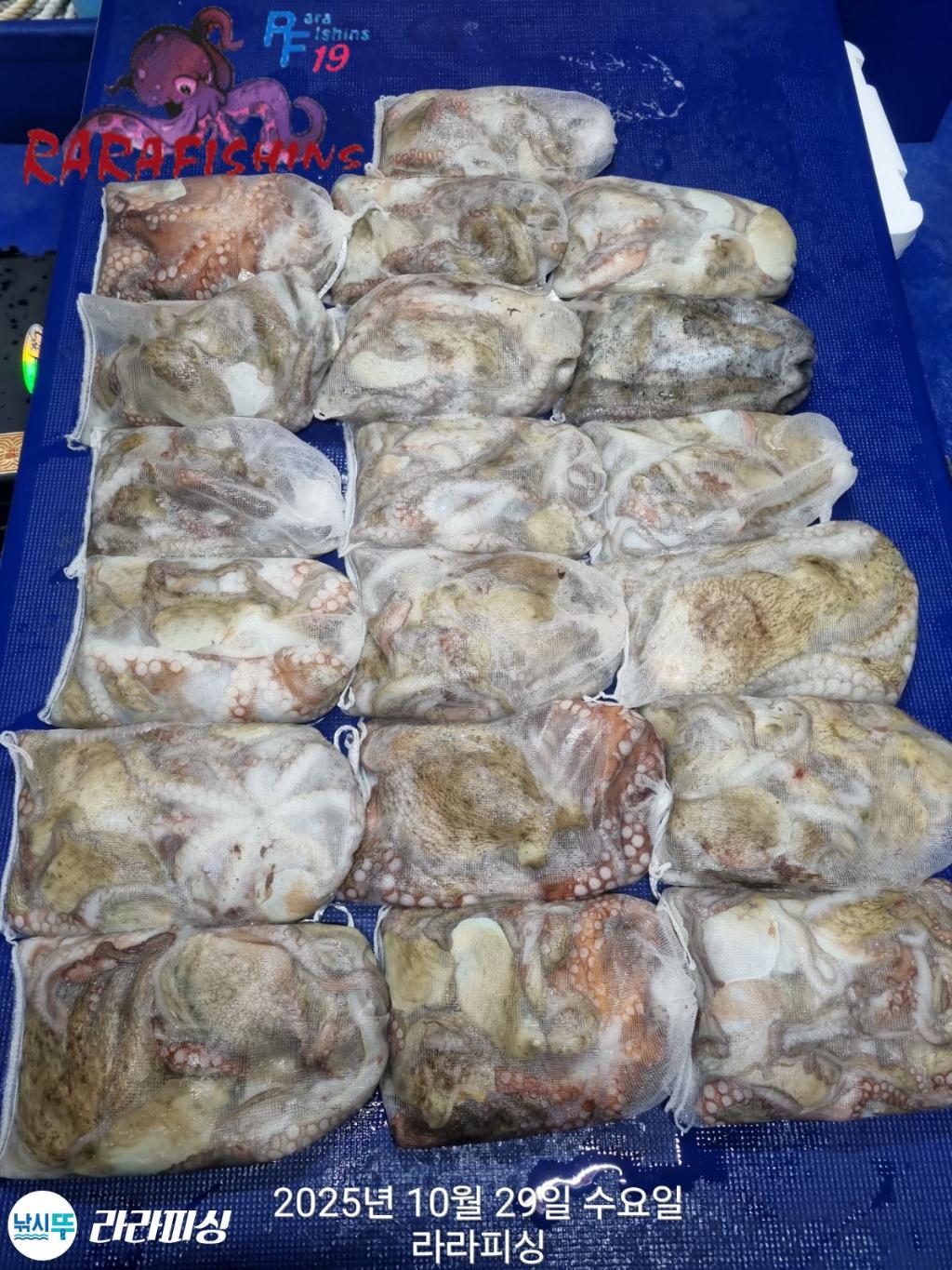 낚시뚜,돌문어,속천항(진해),라라피싱,낚시뚜1