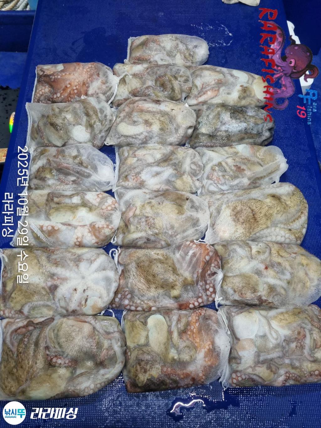 낚시뚜,돌문어,속천항(진해),라라피싱,낚시뚜0