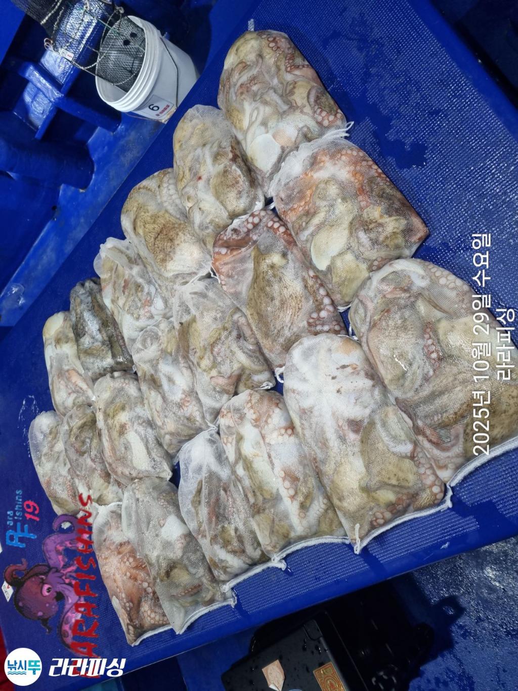 낚시뚜,돌문어,속천항(진해),라라피싱,낚시뚜19