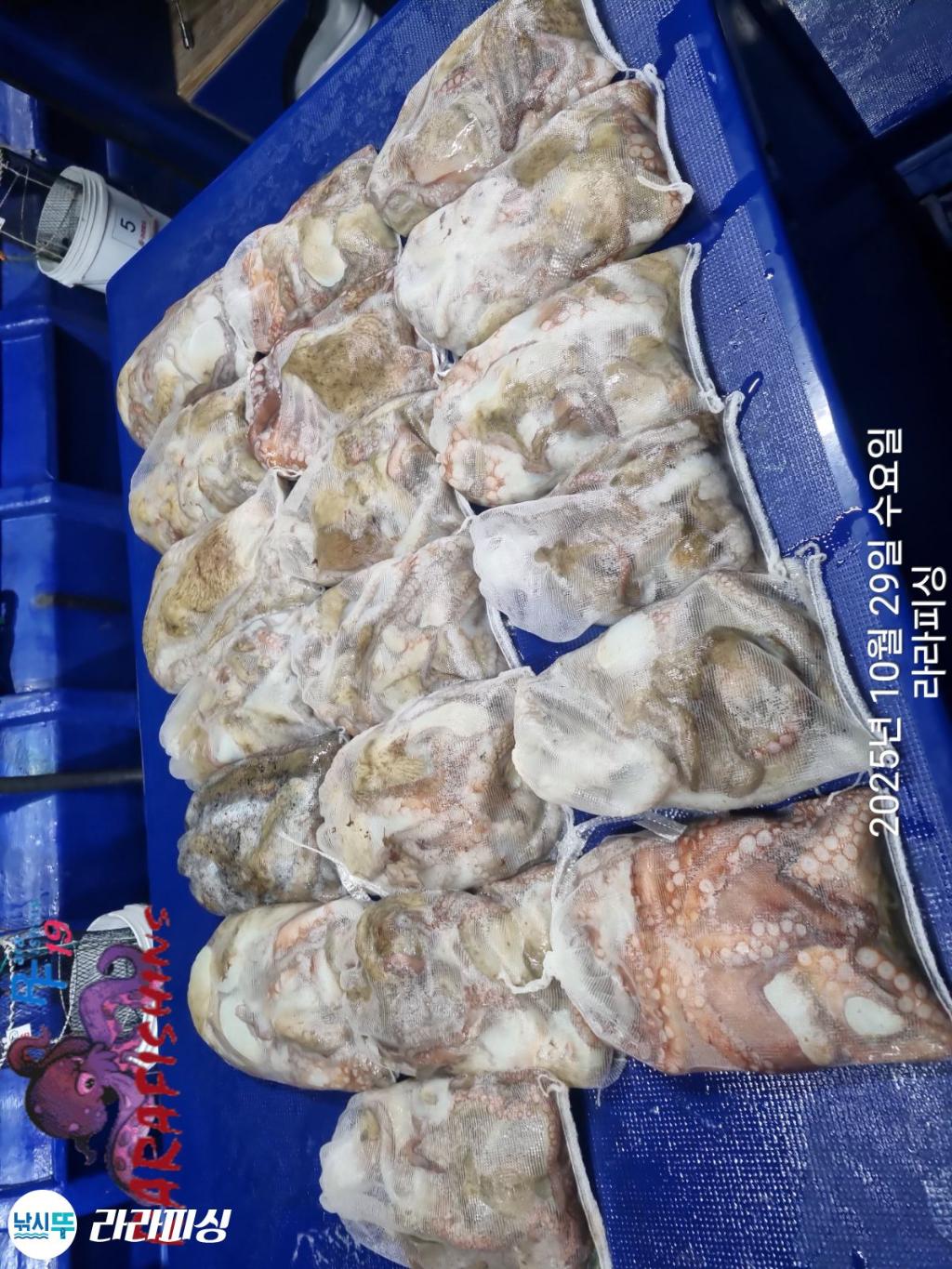 낚시뚜,돌문어,속천항(진해),라라피싱,낚시뚜15