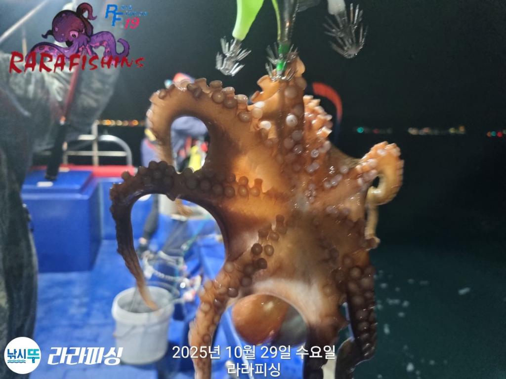 낚시뚜,돌문어,속천항(진해),라라피싱,낚시뚜13