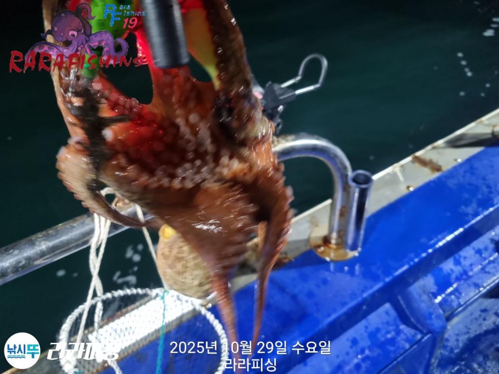 낚시뚜,돌문어,속천항(진해),라라피싱,낚시뚜9