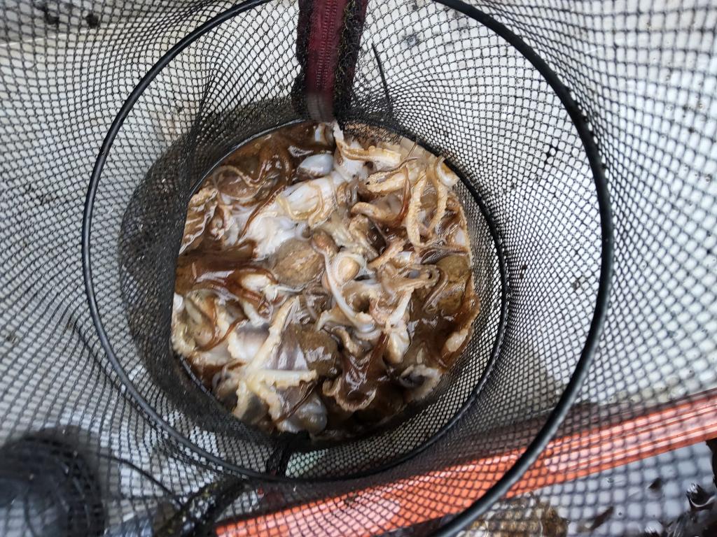 낚시뚜,쭈꾸미,오천항,푸르러호(뉴해양호),낚시뚜0