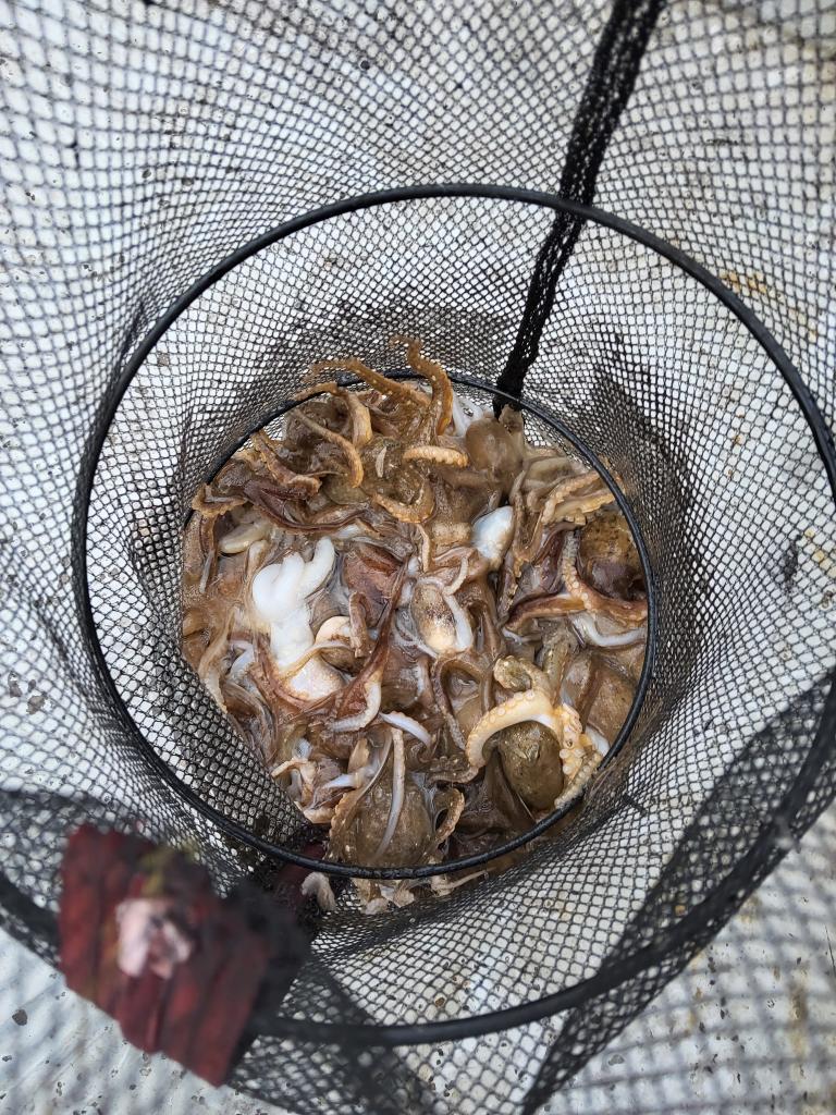 낚시뚜,쭈꾸미,오천항,푸르러호(뉴해양호),낚시뚜2