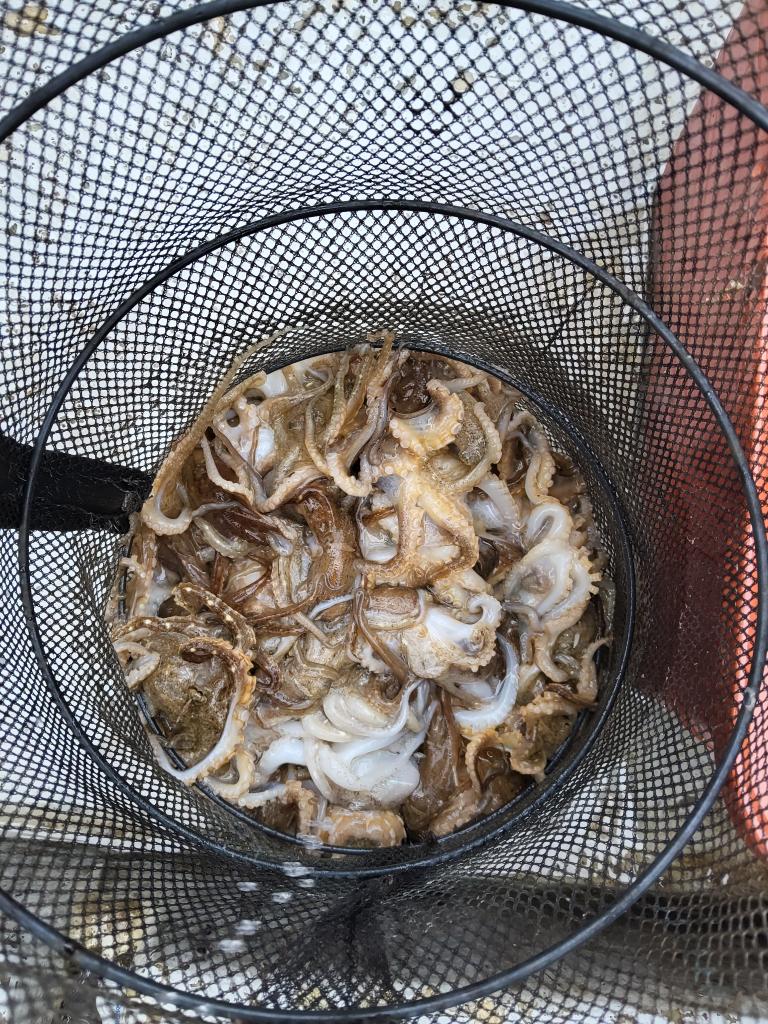 낚시뚜,쭈꾸미,오천항,푸르러호(뉴해양호),낚시뚜3