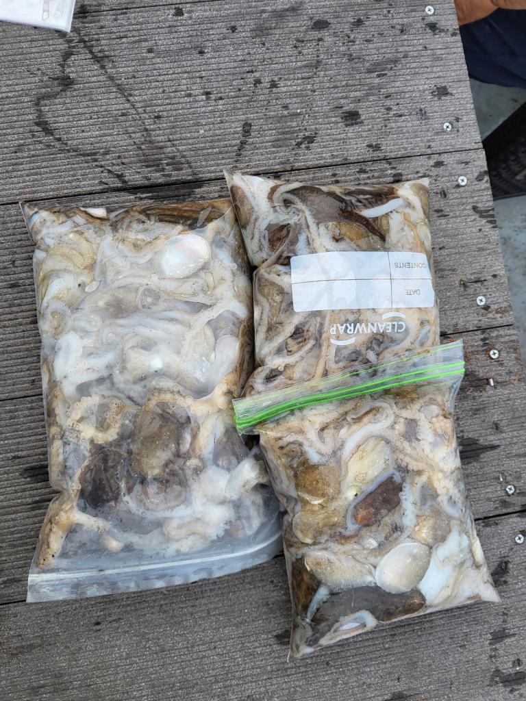 낚시뚜,쭈꾸미,오천항,푸르러호(뉴해양호),낚시뚜6