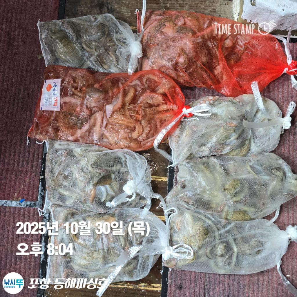 낚시뚜,돌문어,포항(운하관),포항 동해피싱호,낚시뚜12
