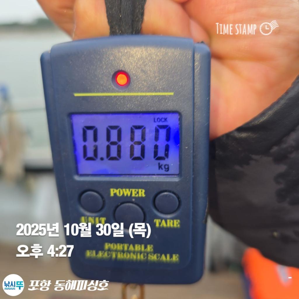 낚시뚜,돌문어,포항(운하관),포항 동해피싱호,낚시뚜4