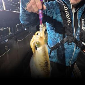 조황, 31일 1부 2부 무늬(팁헌) 정상 츌할 모집중 입니다.