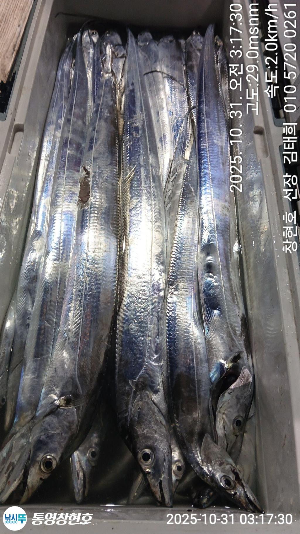 낚시뚜,갈치,통영연명항,통영창현호,낚시뚜11