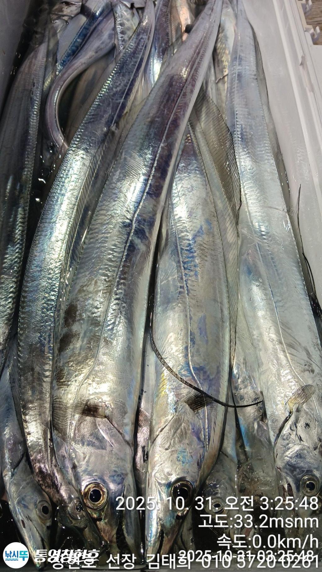 낚시뚜,갈치,통영연명항,통영창현호,낚시뚜10