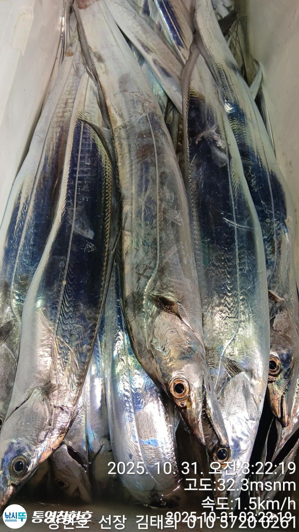 낚시뚜,갈치,통영연명항,통영창현호,낚시뚜9