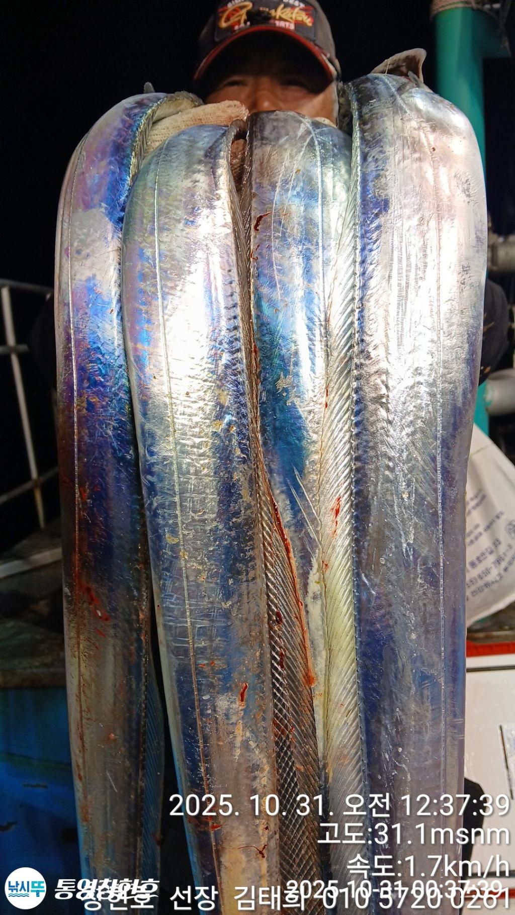 낚시뚜,갈치,통영연명항,통영창현호,낚시뚜5