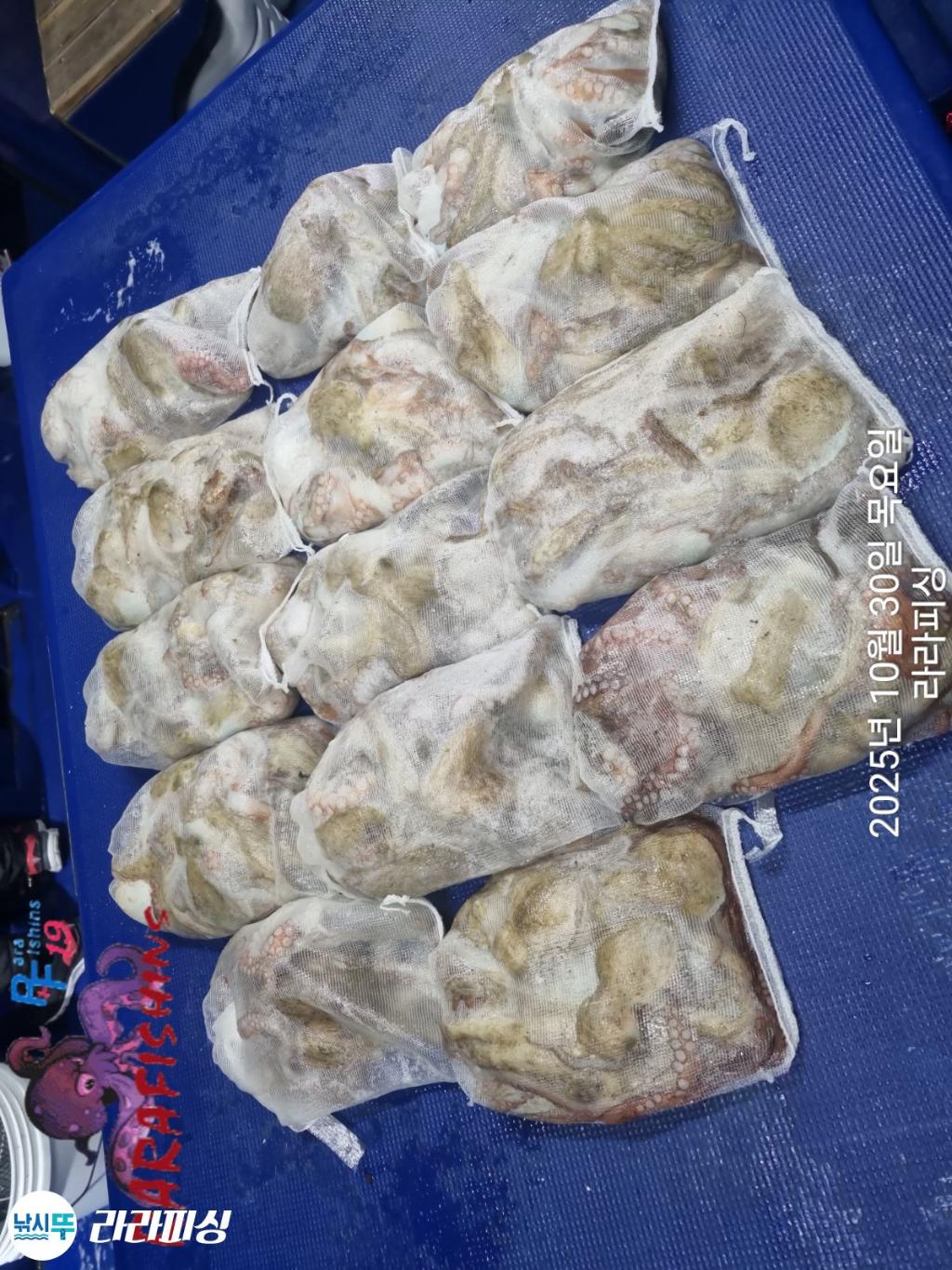 낚시뚜,돌문어,속천항(진해),라라피싱,낚시뚜19