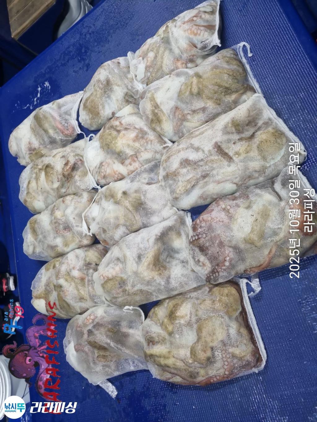 낚시뚜,돌문어,속천항(진해),라라피싱,낚시뚜18